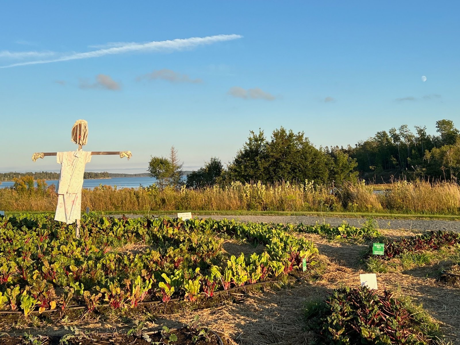 The Milbridge Commons Wellness Park in Maine, where residents can pick produce and take part in healthy lifestyle programs. Photo: Sharon Bloyd-Peshkin