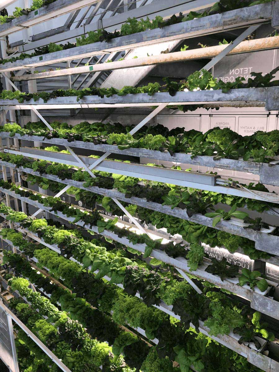 Vertical vegetable garden with shelves full of lettuce
