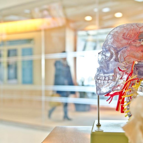 close up of medical skull and internal organs model