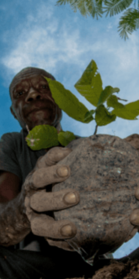 A man places a plant in the soil