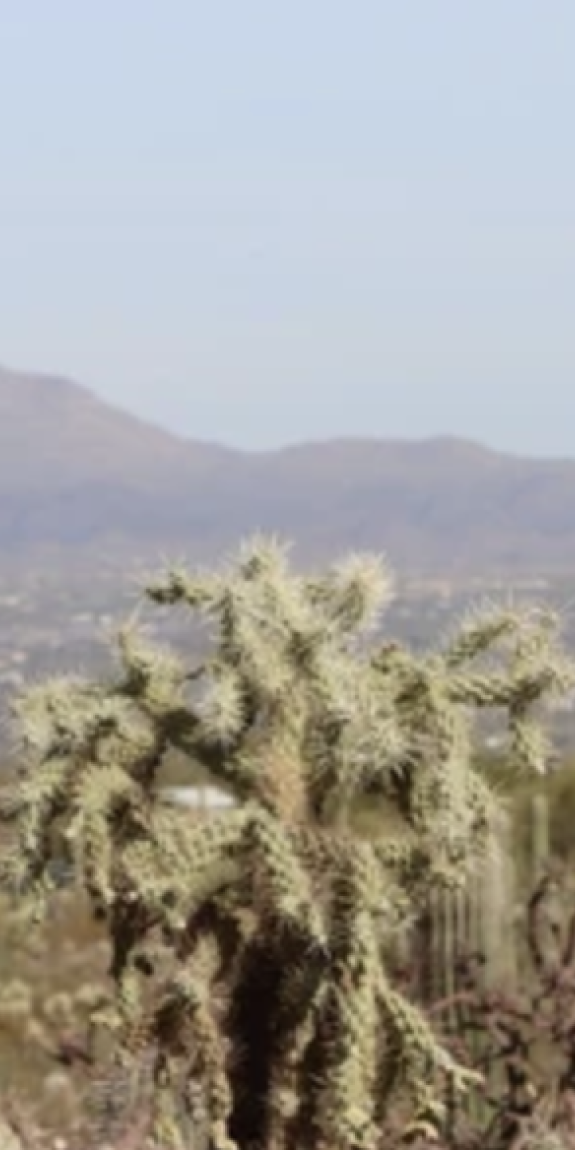 A landscape of cacti