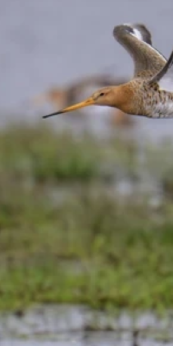 A black-tailed godwit in flight over wetlands / Credit: Ardiaan Westra via Pexels.  Share Facebook LinkedIn Twitter Print