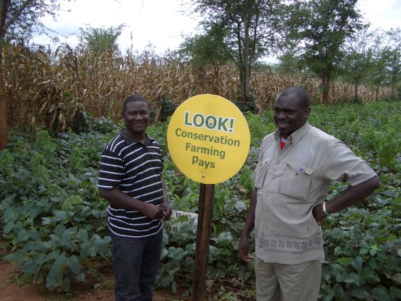 Agroforestry in Zambia. Photo by Charlie Pye-Smith/World Agroforestry Centre
