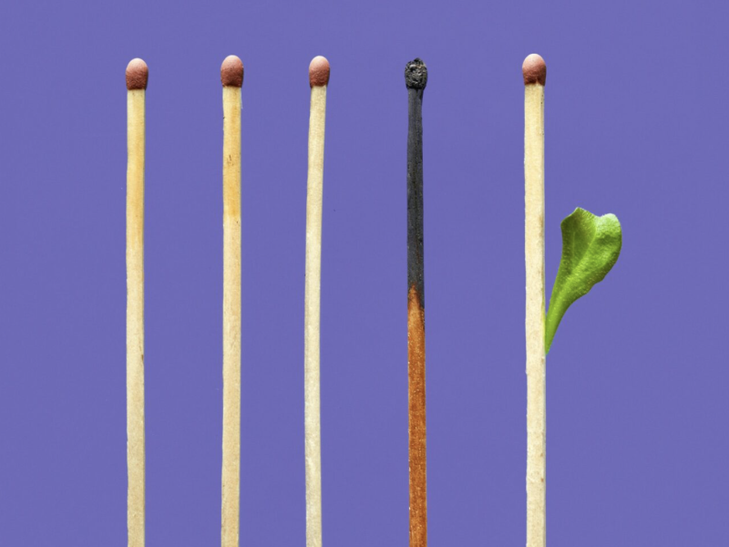 A line of matches with one burnt and one growing a leaf