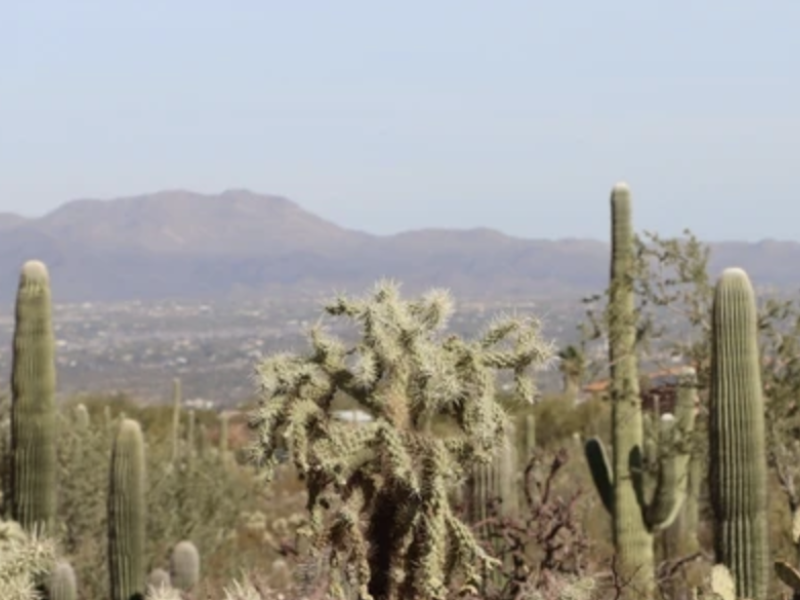 A landscape of cacti