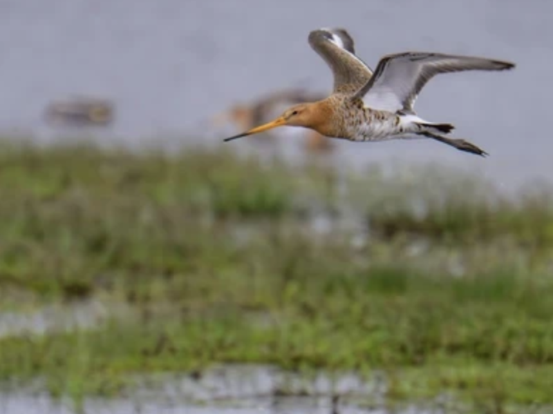 A black-tailed godwit in flight over wetlands / Credit: Ardiaan Westra via Pexels.  Share Facebook LinkedIn Twitter Print