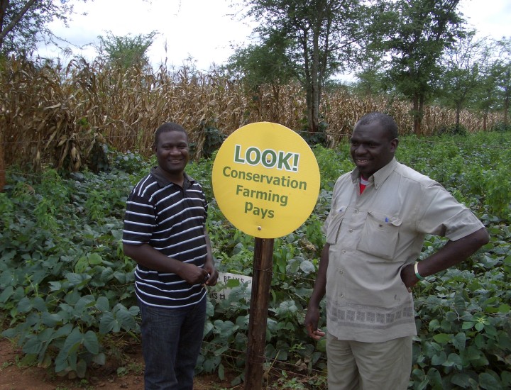 Agroforestry in Zambia. Photo by Charlie Pye-Smith/World Agroforestry Centre