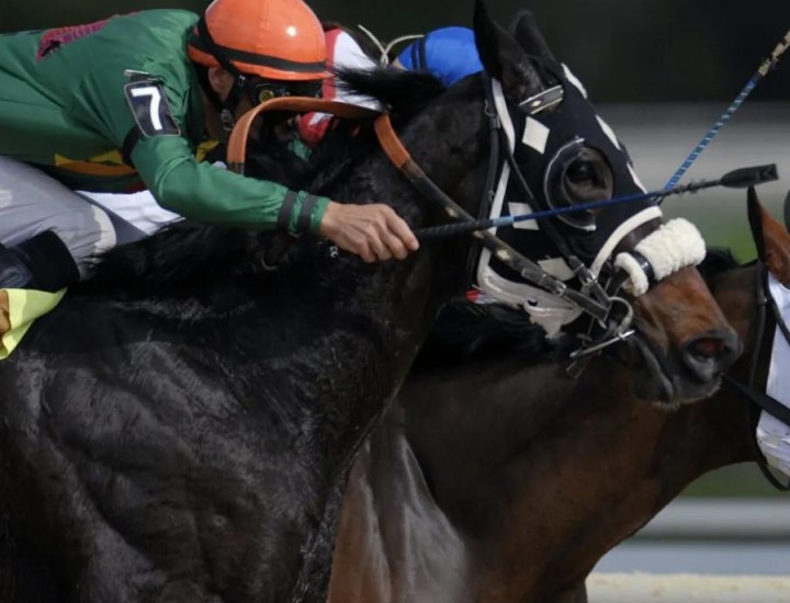 A pair of jockeys ride horses