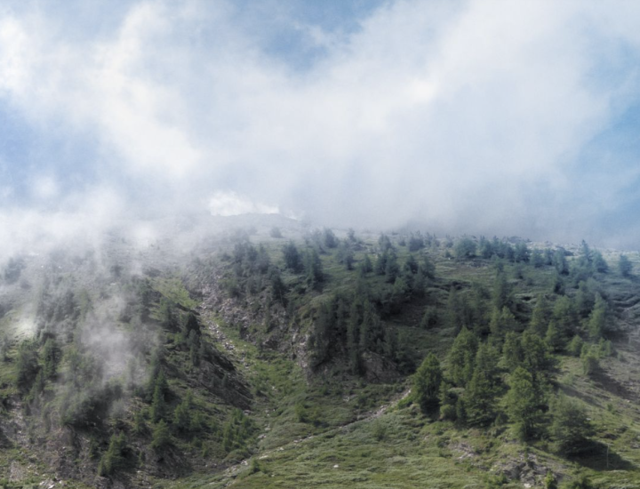 A forested hillside emerges from the clouds