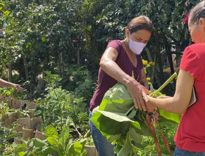 Three women move vegetation