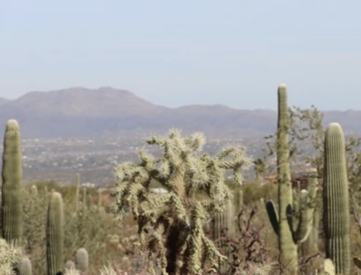 A landscape of cacti
