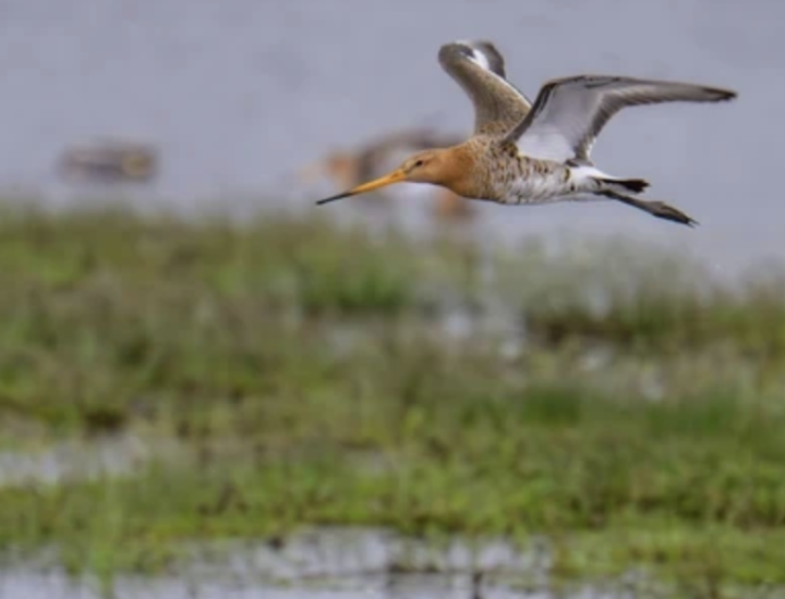 A black-tailed godwit in flight over wetlands / Credit: Ardiaan Westra via Pexels.  Share Facebook LinkedIn Twitter Print