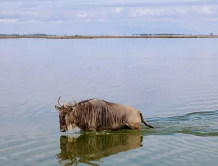 Earth Journalism Network Biodiversity and Nature-based Solutions Story Grants
